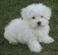 Cute Little Maltese Puppies and Dogs