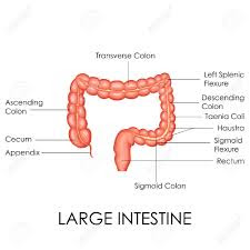Large intestine structure | Large intestine diagram | Large intestine diagram labeled