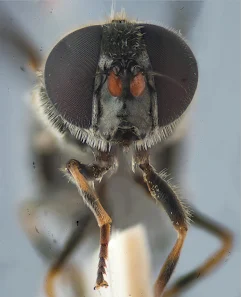 Cheilosia sp. Cheilosia sp.