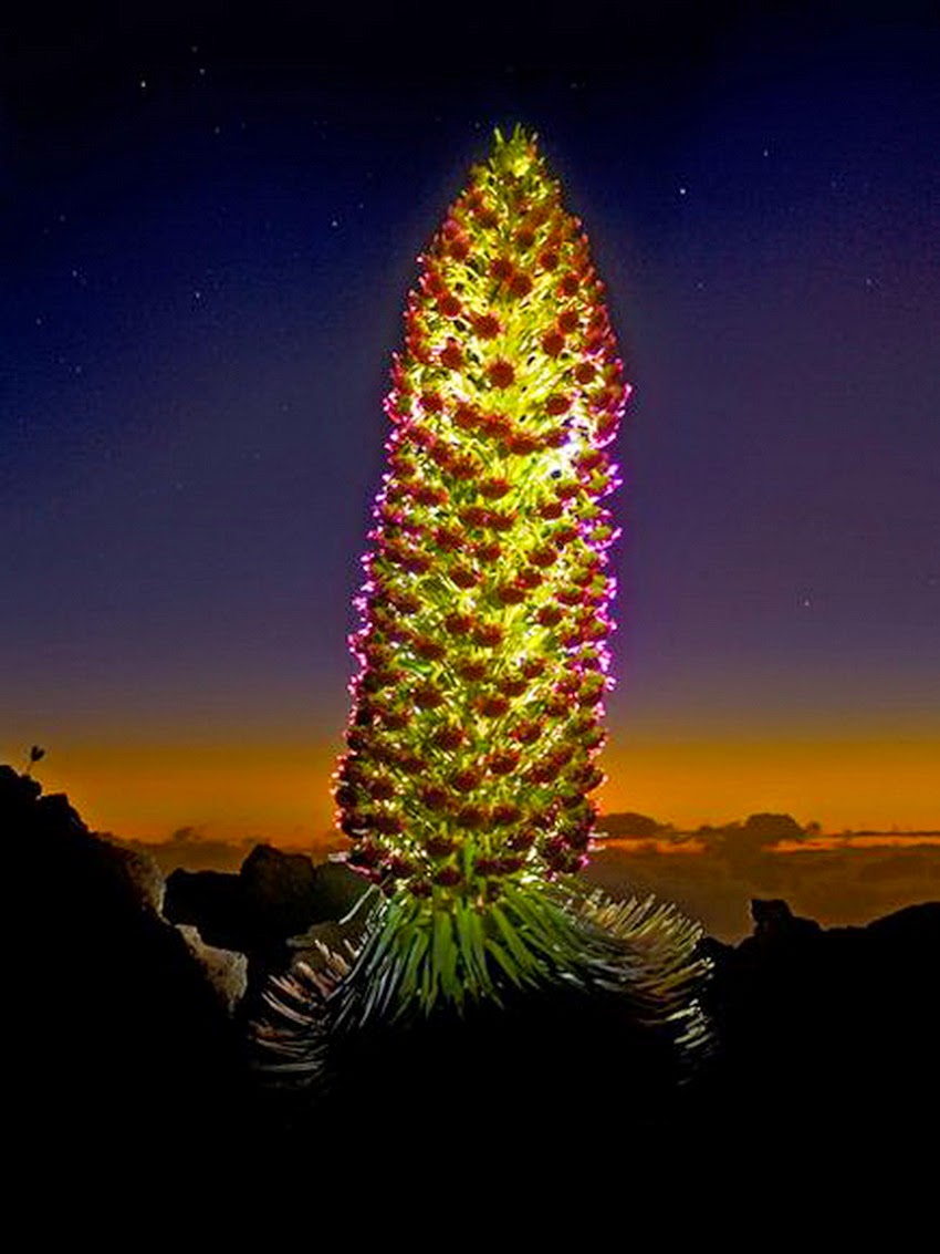 Silversword, Haleakala National Park on Maui, Hawaii_Photograph by Guy Hamilton