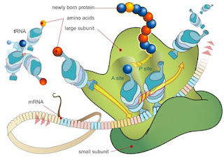 As science and technology advance, we find more evidence for God. Now we see that biological machines such as ribosome are designed according to engineering principles