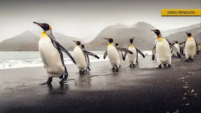 King Penguin