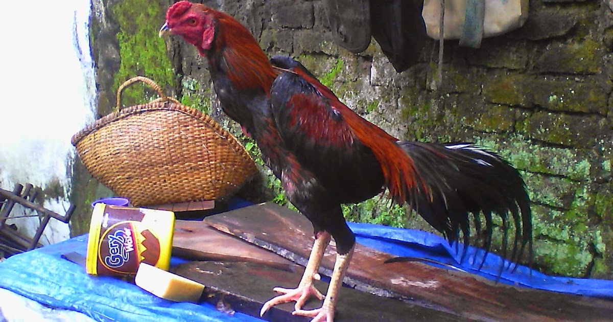 Download Gambar Lucu  Ayam 