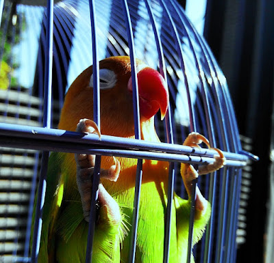  Lovebird selain mempunyai daya tarik dari warnanya yang indah adapula yang menyukai burun Mengatasi Lovebird Menjeruji Ketika Di Gantang