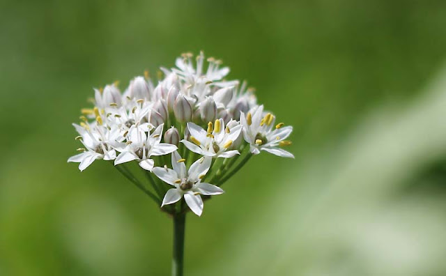 Garlic Chives Flowers Pictures