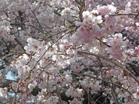 河津桜としだれ桜が咲き乱れている！