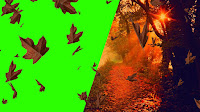 A split image of leaves in woods & leaves on a green background. Photo links to seasonal effects page.