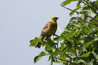 Male Yellowhammer