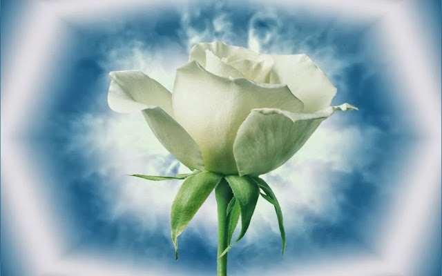 White Rose Wallpapers Free Download