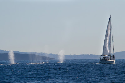 Whales surface close to a boat