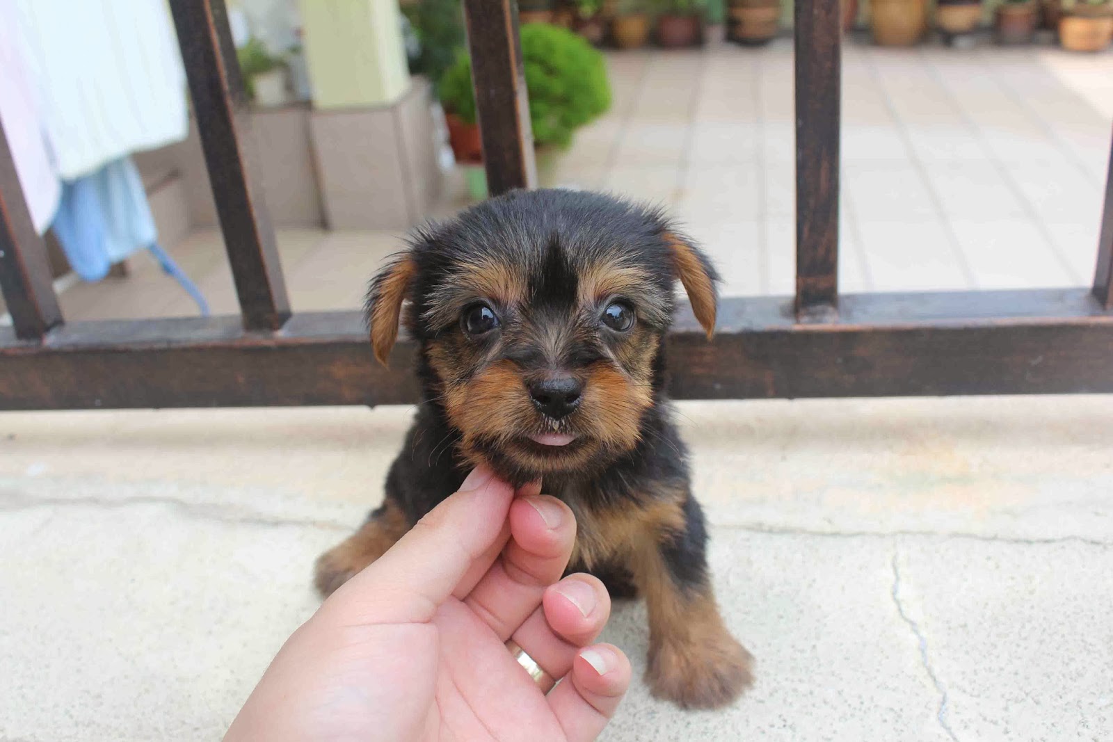 LovelyPuppy: 20131026 Silky Terrier Puppies