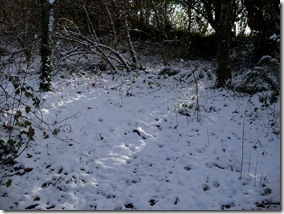 sunlit snow