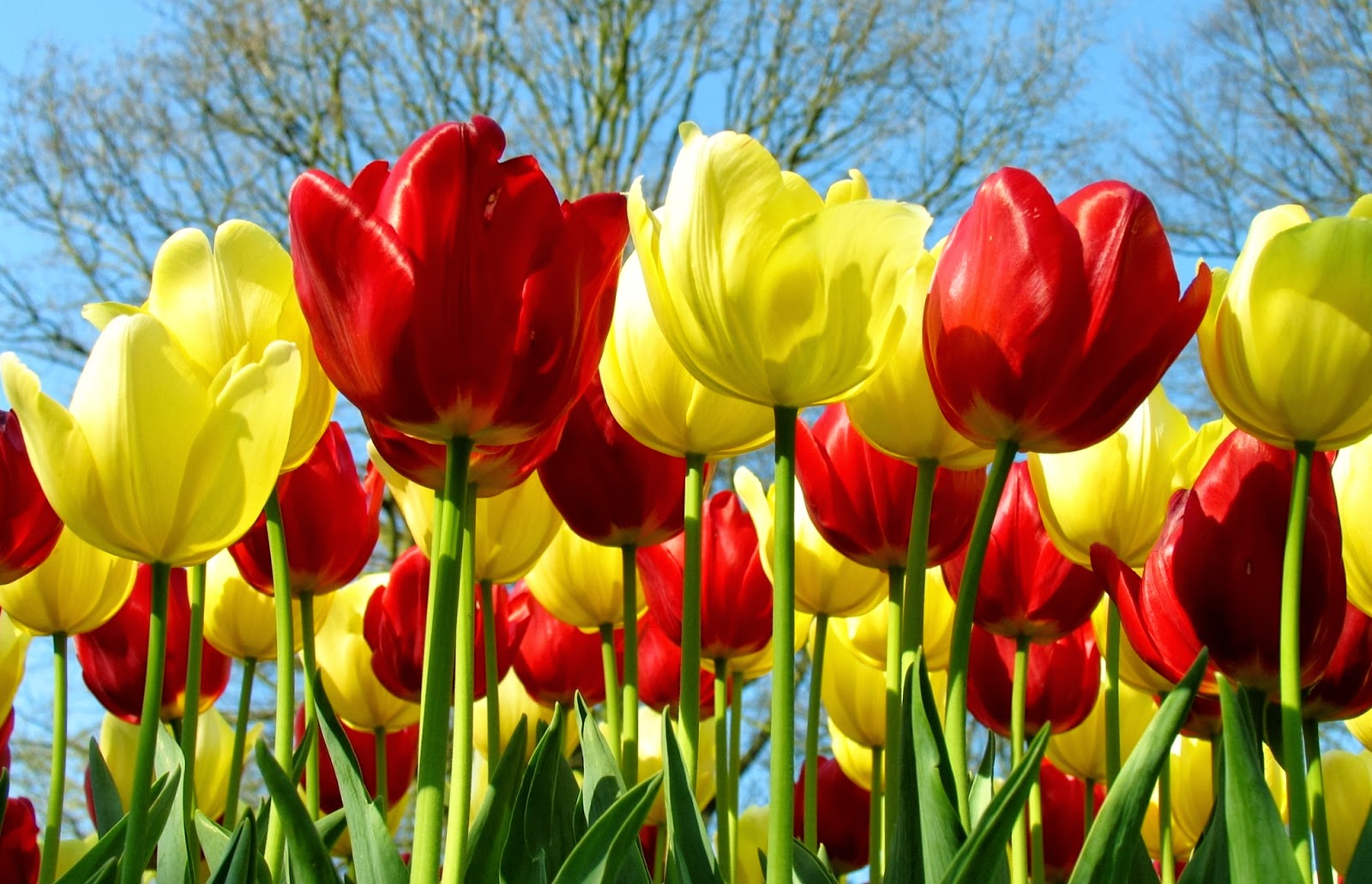  Wallpaper  Gambar Bunga  Tulips