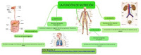 https://www.goconqr.com/es-ES/p/249084-LA-FUNCI-N-DE-NUTRICI-N-mind_maps