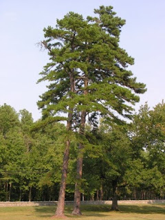 pino amarillo Pinus echinata