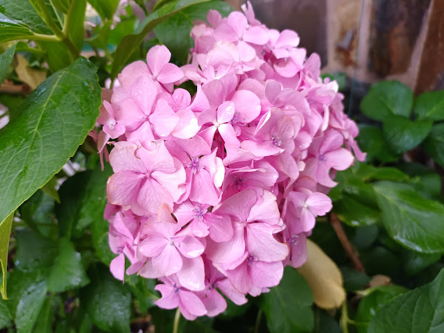 Hortensia (Hydrangea macrophylla (Thunb.) Ser.).