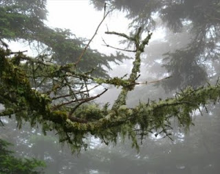 L'arbre et l'enfant