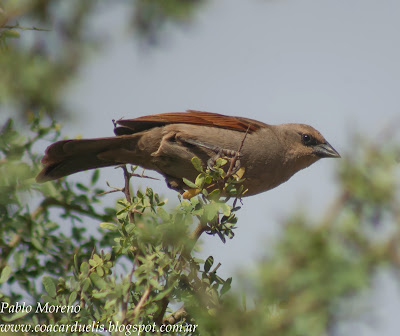 tordo musico(Molothrus badius)