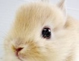 Cute-Rabbit-03 (1)C