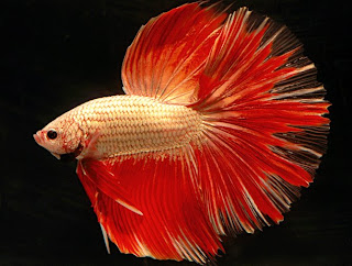 Betta-Fish-Fighter-Fish