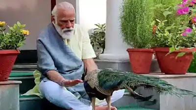 Modi with Peacock. He built confidence in Peacock that Peacock runs freely around him in the midst of COVIS-19 Pandemic.