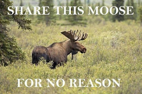 For no reason, share this moose