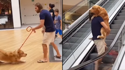 Este tierno perro se niega a subirse a la escalera mecánica a menos que su humano lo recoja y lo lleve