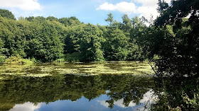 Lake in the woods. Reflection of trees in the water