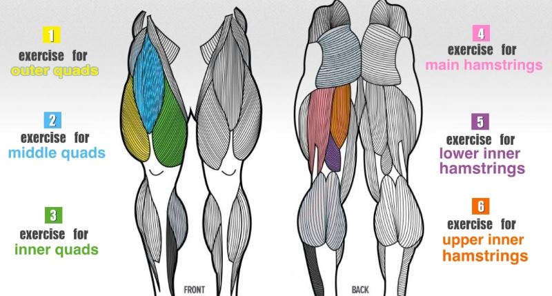 Basic Anatomy | Health Guide