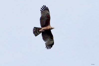 "A raptor with unusual plumage is the Oriental Honey-buzzard (Pernis ptilorhynchus). Adults have a combination of brown and rufous colours, whilst youngsters are more mottled. Soaring over the air, with big wings and a hooked beak."