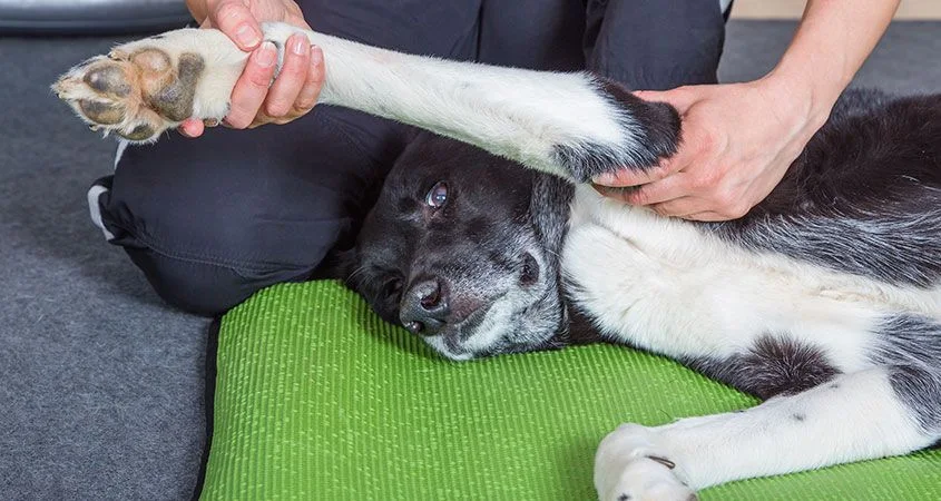 How To Give Your Dog a Massage