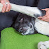 How To Give Your Dog a Massage 