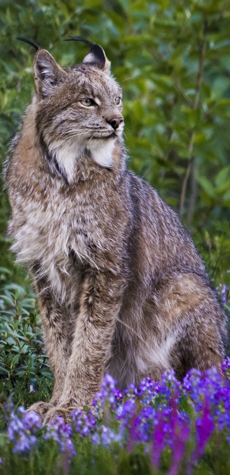 A majestic lynx . 