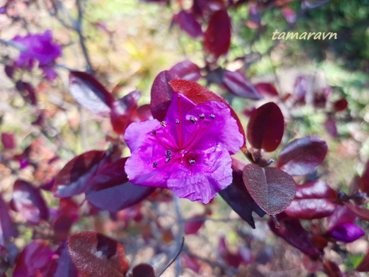 Рододендрон остроконечный (Rhododendron mucronulatum)