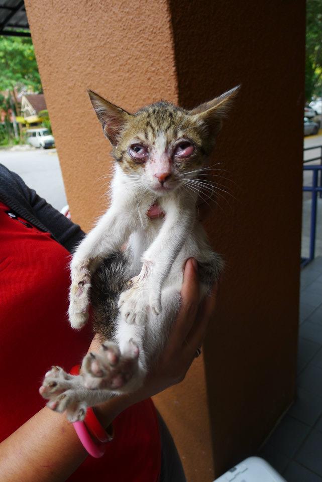 S.C.R.A.T.C.H: Update Anak-anak Kucing dari Jalan Gurney, KL.