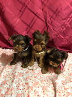  Coco's Pups