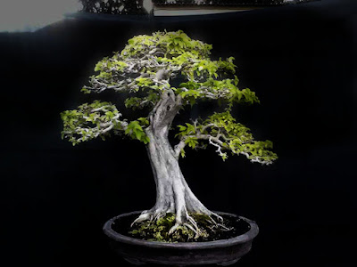 Inspirasi Bonsai Gulo Gumantung