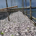 Ribuan Ton Ikan di Danau Tondano Mati Mendadak, Petani Rugi Ratusan Juta Rupiah