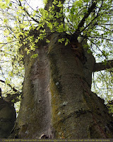 Bark of the sugarberry tree