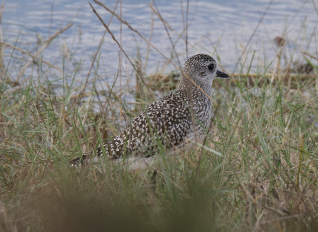 Chorlito gris (Pluvialis squatarola)