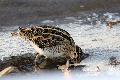 Waarlamke - Watersnip - Gallinago gallinago