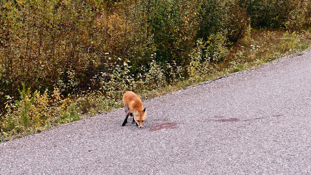 Rotfuchs
