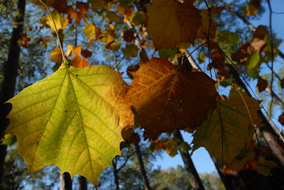 Frank's photo of fall foliage