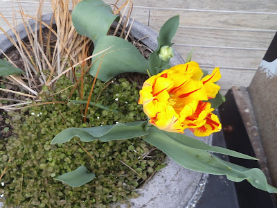 Família: Liliaceae Nome científico: Tulipa ssp. Sinomínia:  Nome(s)Popular(es): Tulipa amarela
