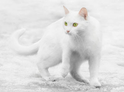 Cats in the Snow Seen On www.coolpicturegallery.us