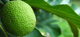 Benefits Of Breadfruit For Diabetics