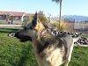 Colloidal Silver Helps Heal Dog’s Surgical Wounds