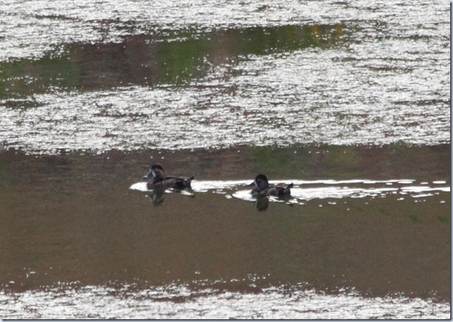 ring-necked_duck