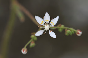 Micranthes ferruginea (Rusty Saxifrage)