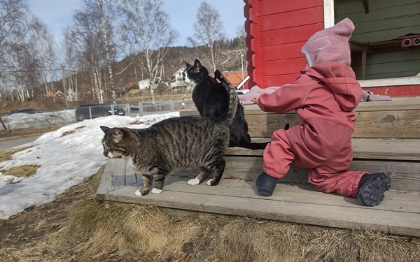 barnahage pus katt kattepus pusekatt